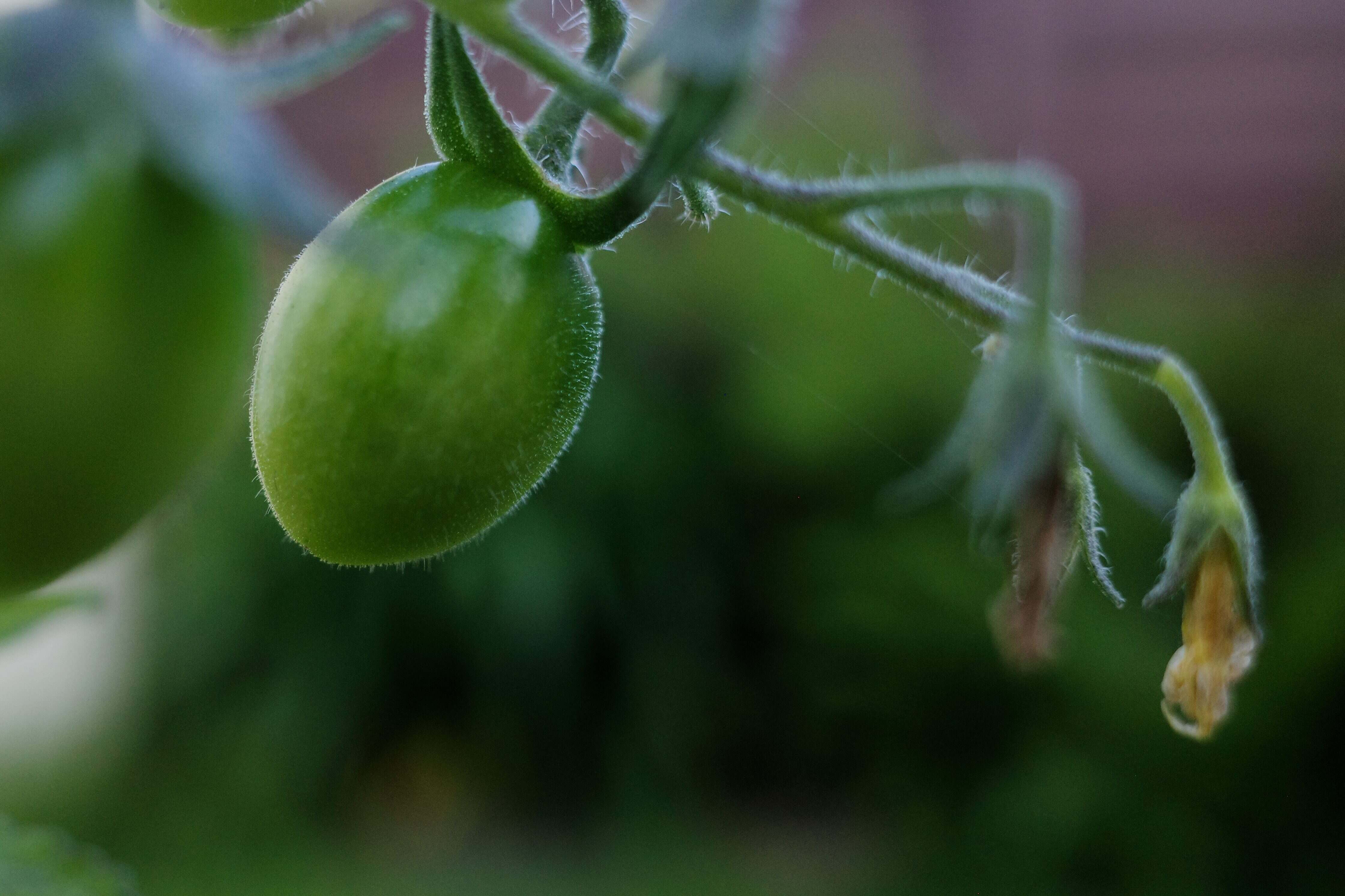 Vraie tomate cerise