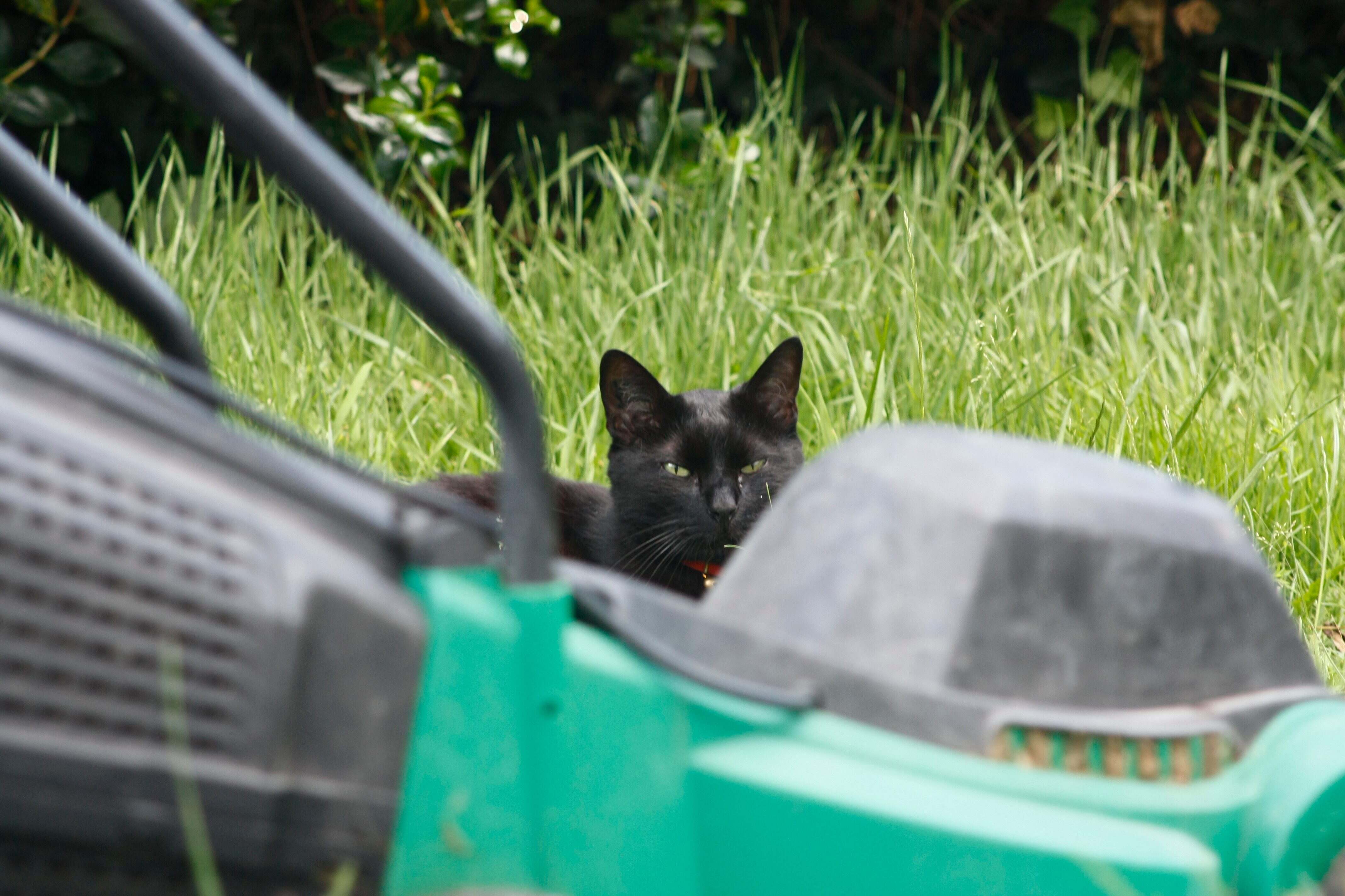 Tentative de passer la tondeuse mais le chat ne veut pas.