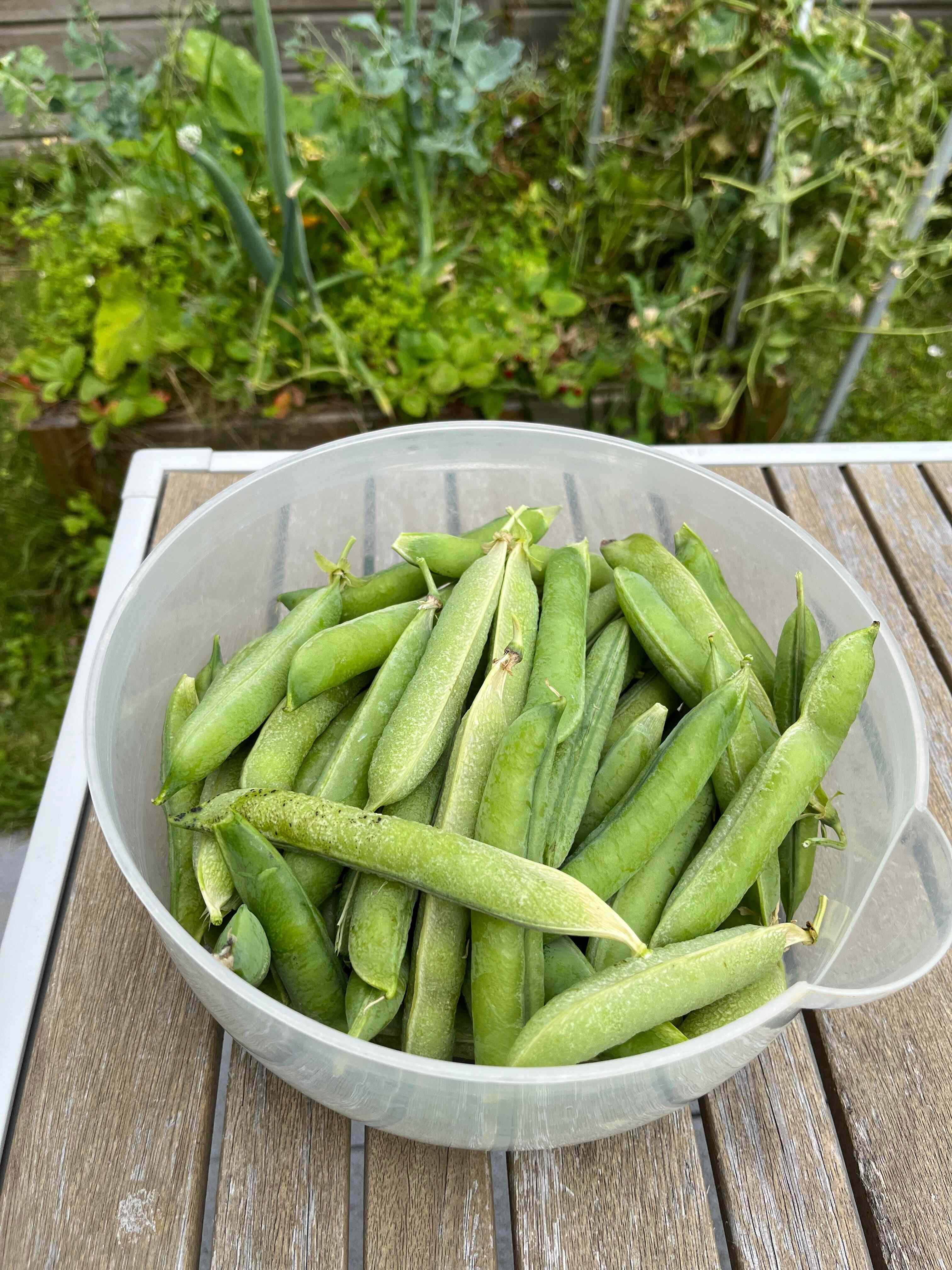 Rien à voir mais voici la récolte du potager