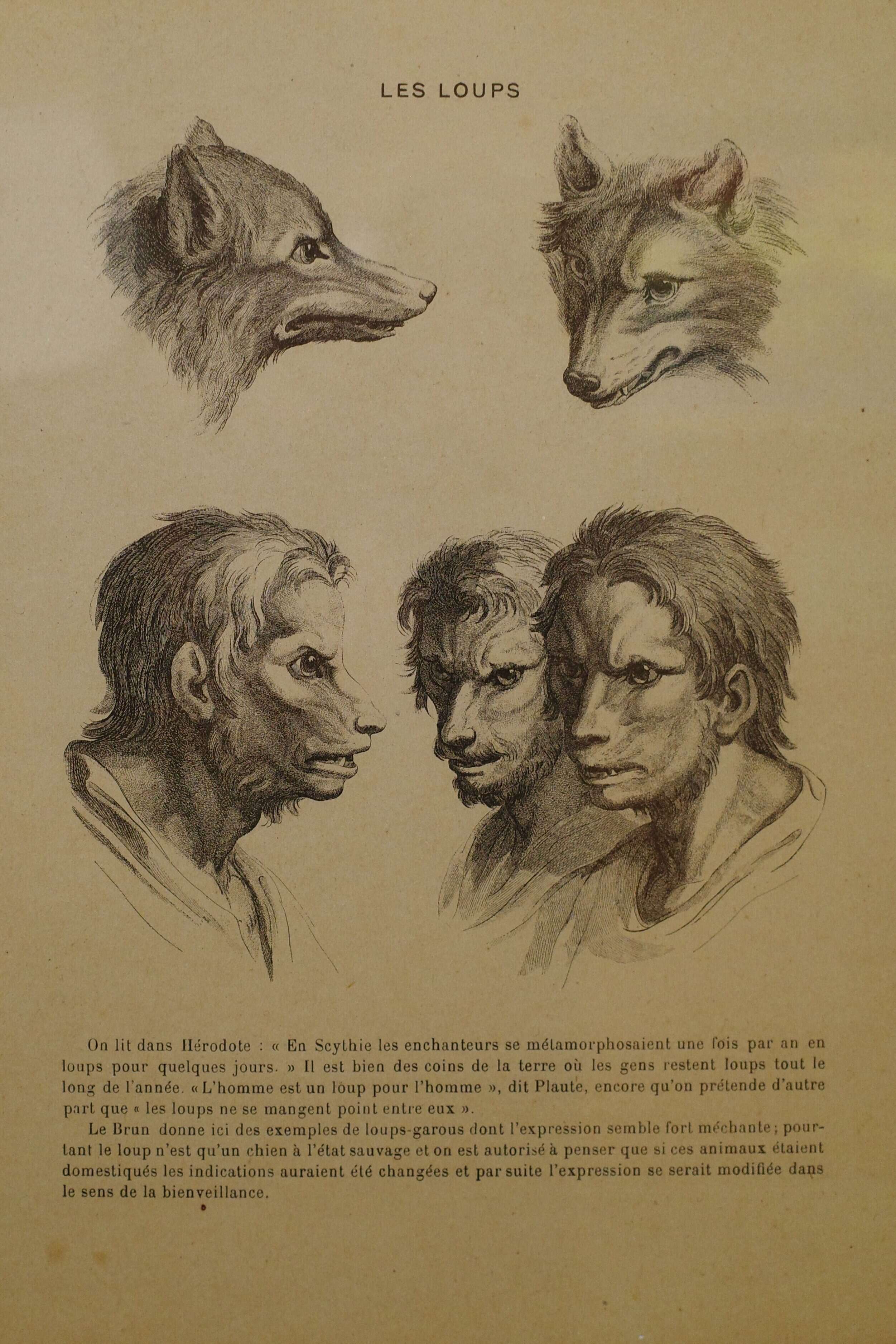 Lucien Métiver, dessins de Charles le Brun, La physionomie humaine comparée à la physionomie des animaux