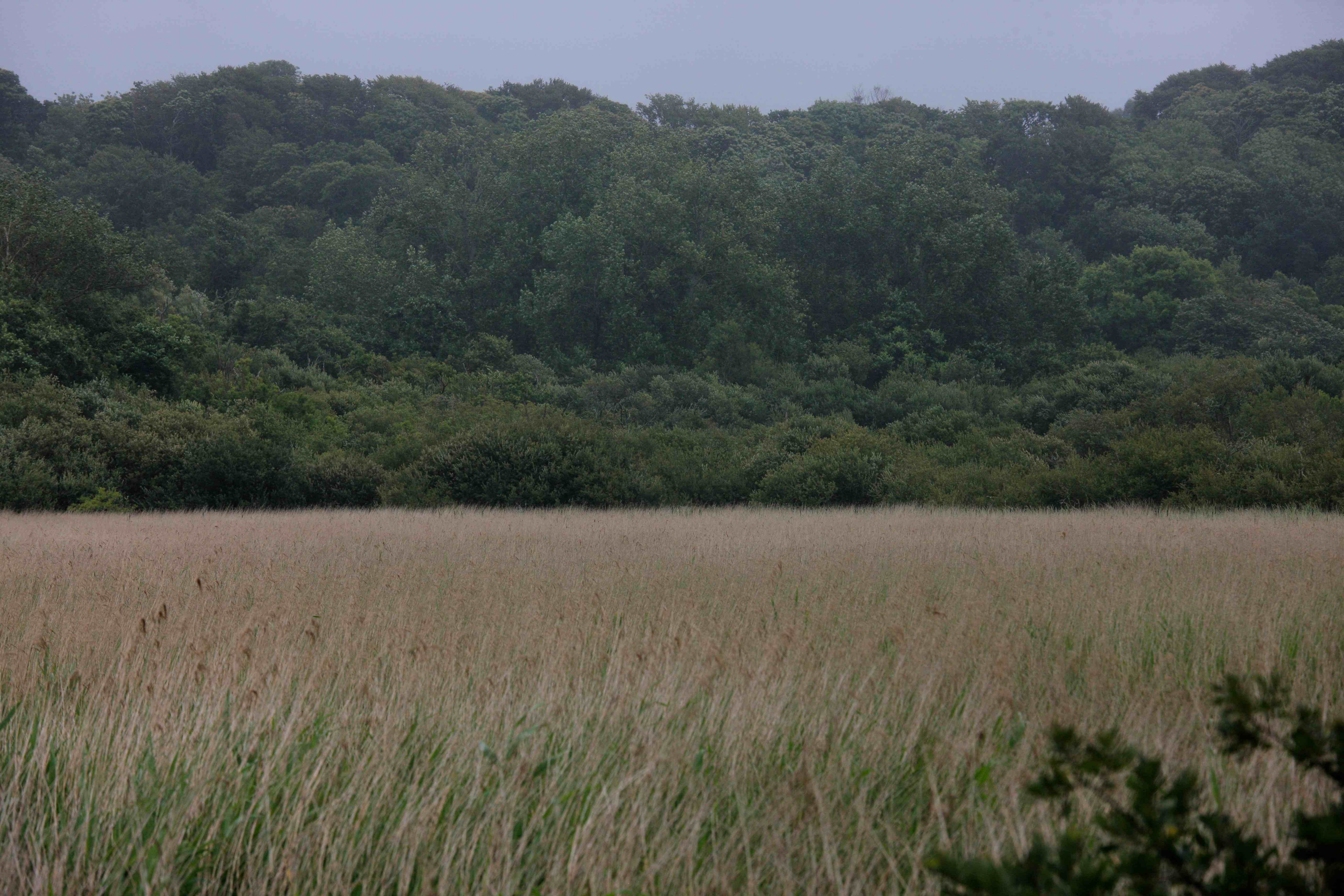 Marais du Quellen, bien aménagé mais peu d'occupants à plumes ou à poils en cette saison.