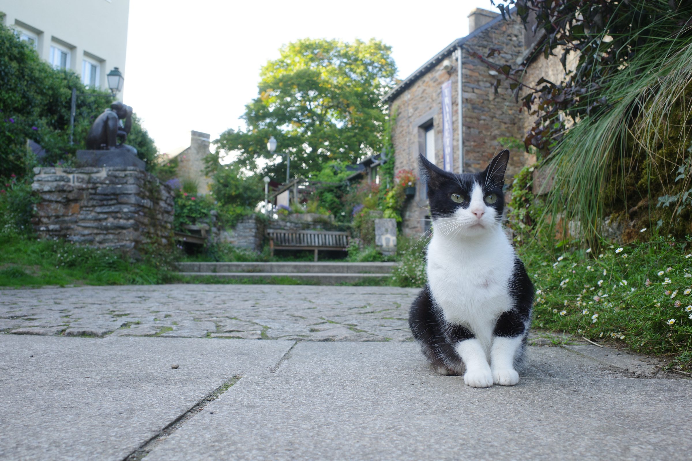Petit chat qui n'aimait pas que des chiens passent dans SA rue. Détail cocasse, sa rue était justement celle où l'on pouvait voir la série de Corey Arnold sur les animaux sauvages dans les villes