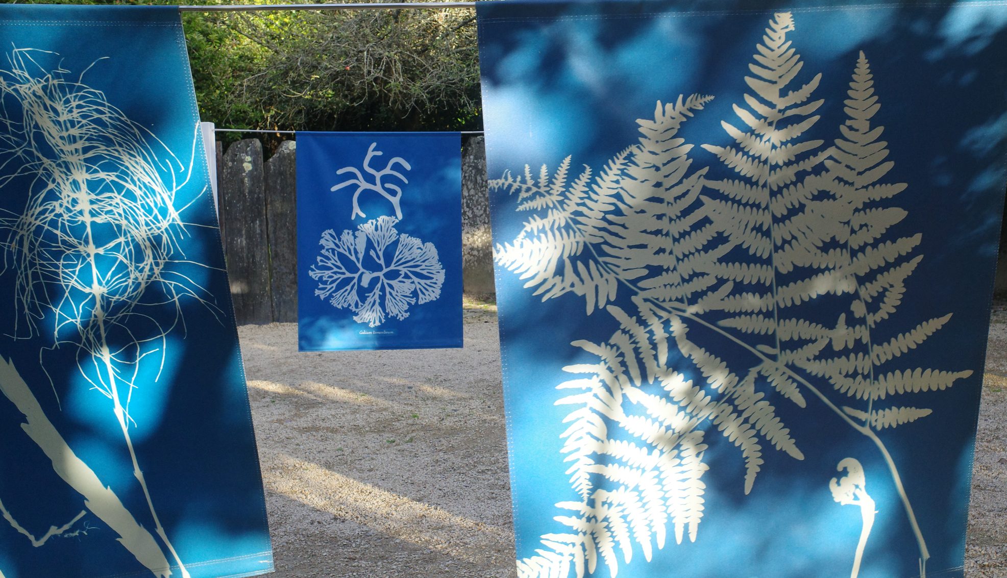 Anna Atkins