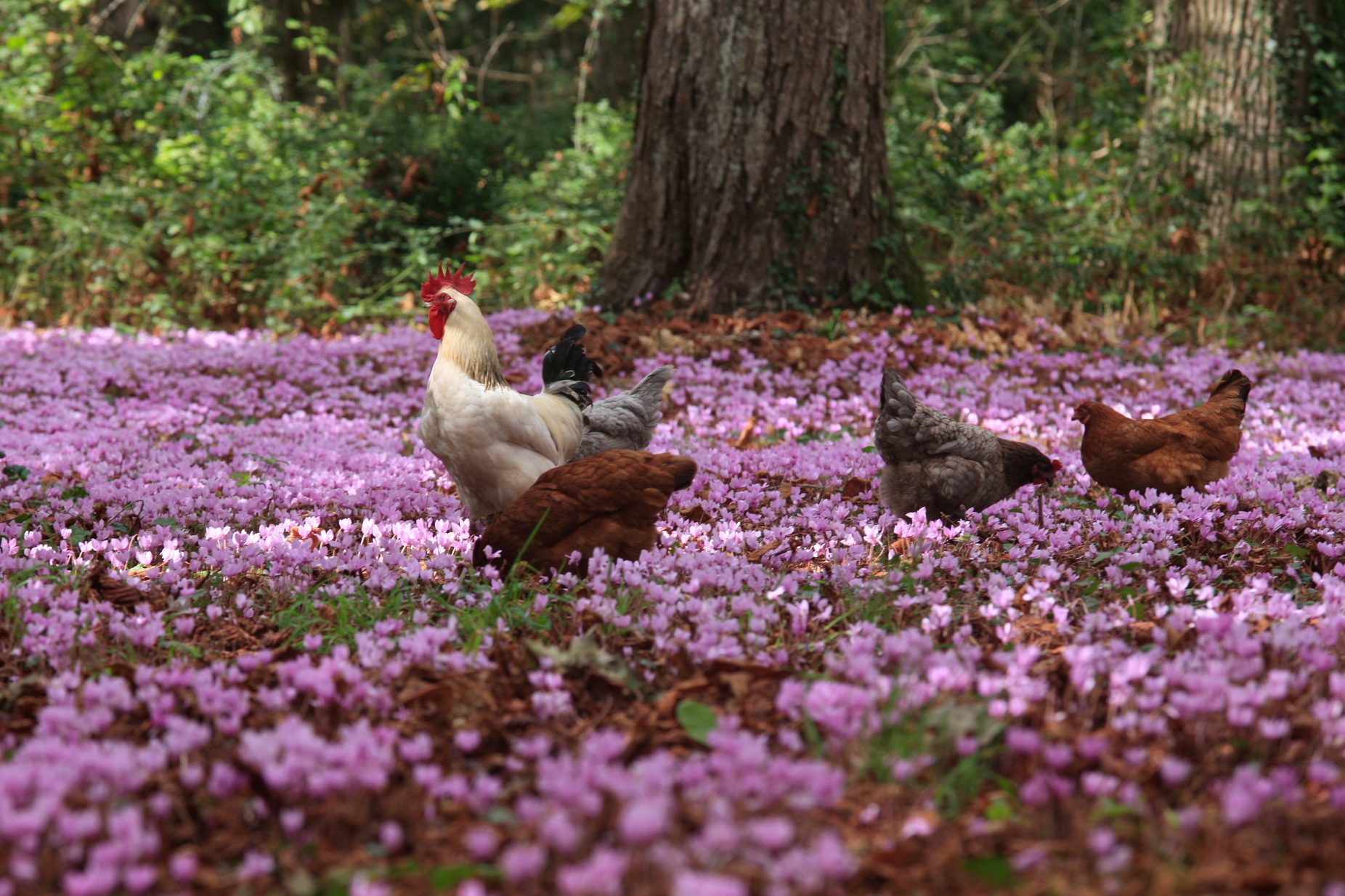 Des poules picorent de manière très photogénique parmi les cyclamens à feuille de lierre (j'ai demandé à Plant.net)